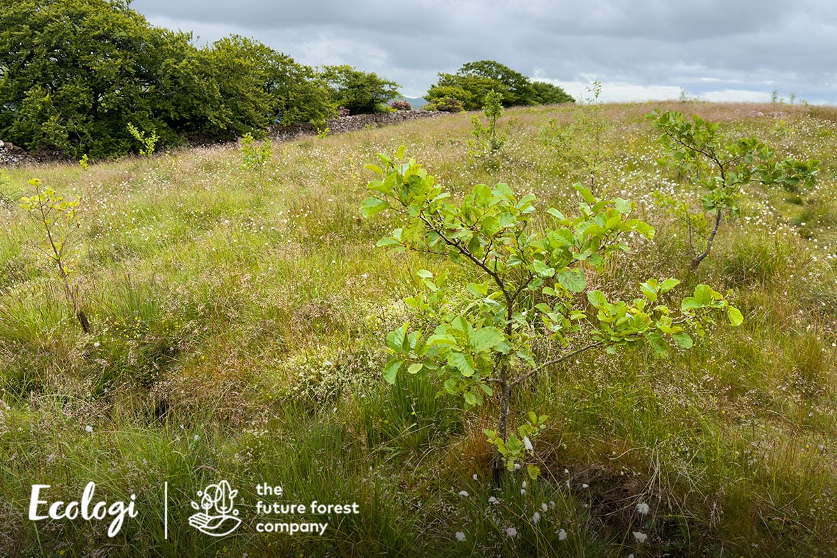 Forge plants 5,000th tree